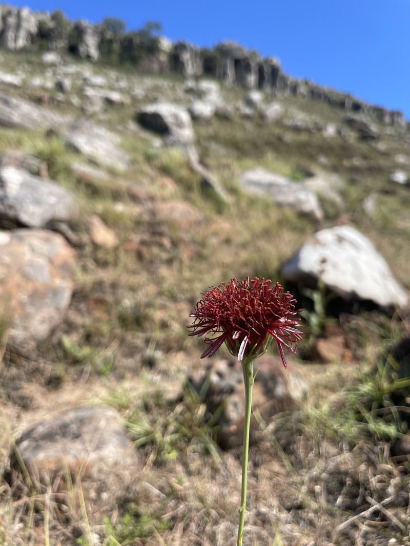 Isostigma peucedanifolium var. peucedanifolium