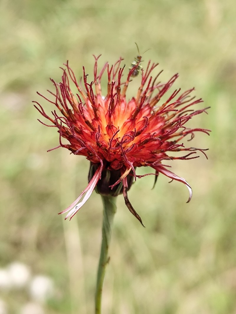 Isostigma peucedanifolium var. peucedanifolium photo 2