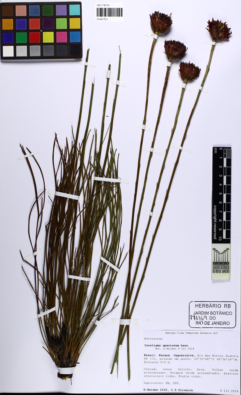 Isostigma peucedanifolium var. speciosum