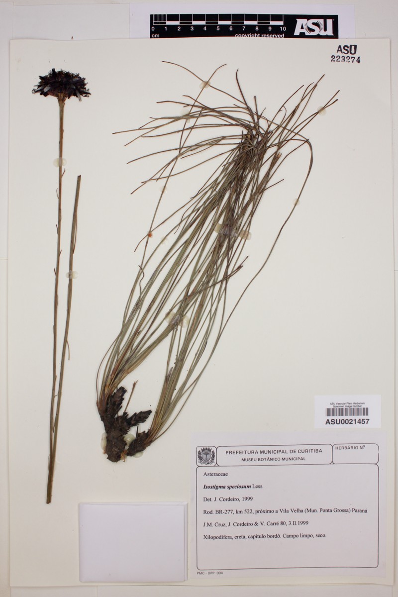 Isostigma peucedanifolium var. speciosum photo 2