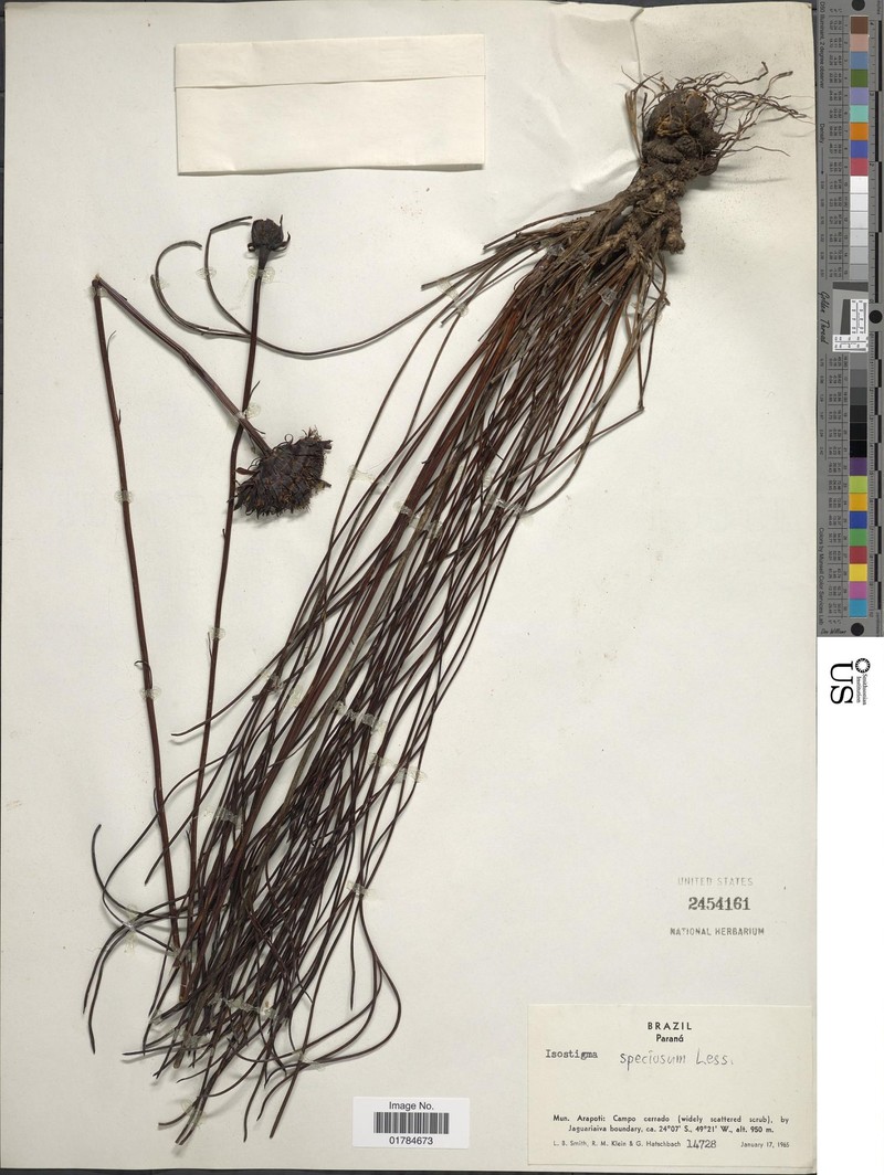 Isostigma peucedanifolium var. speciosum photo 3