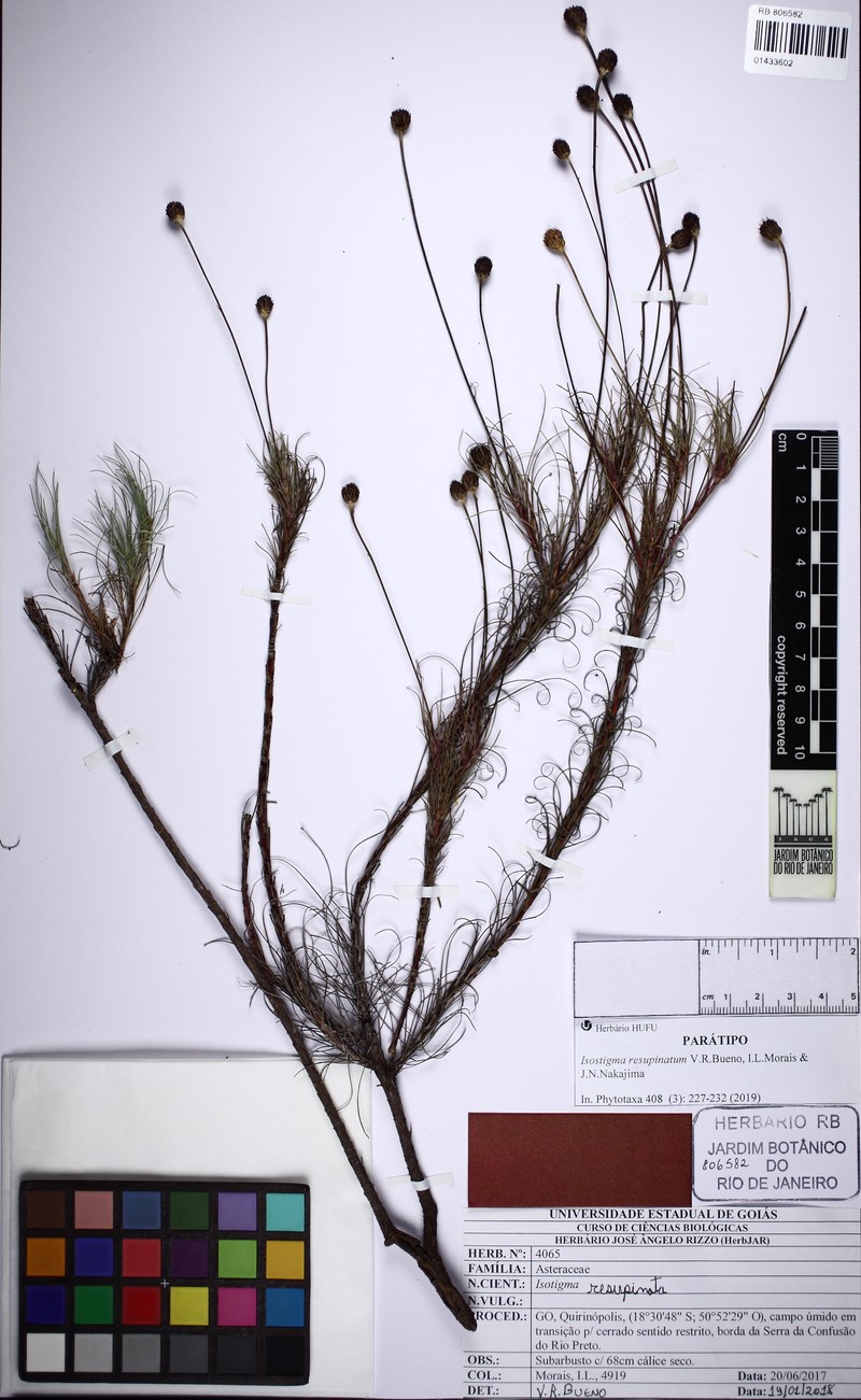 Isostigma resupinatum