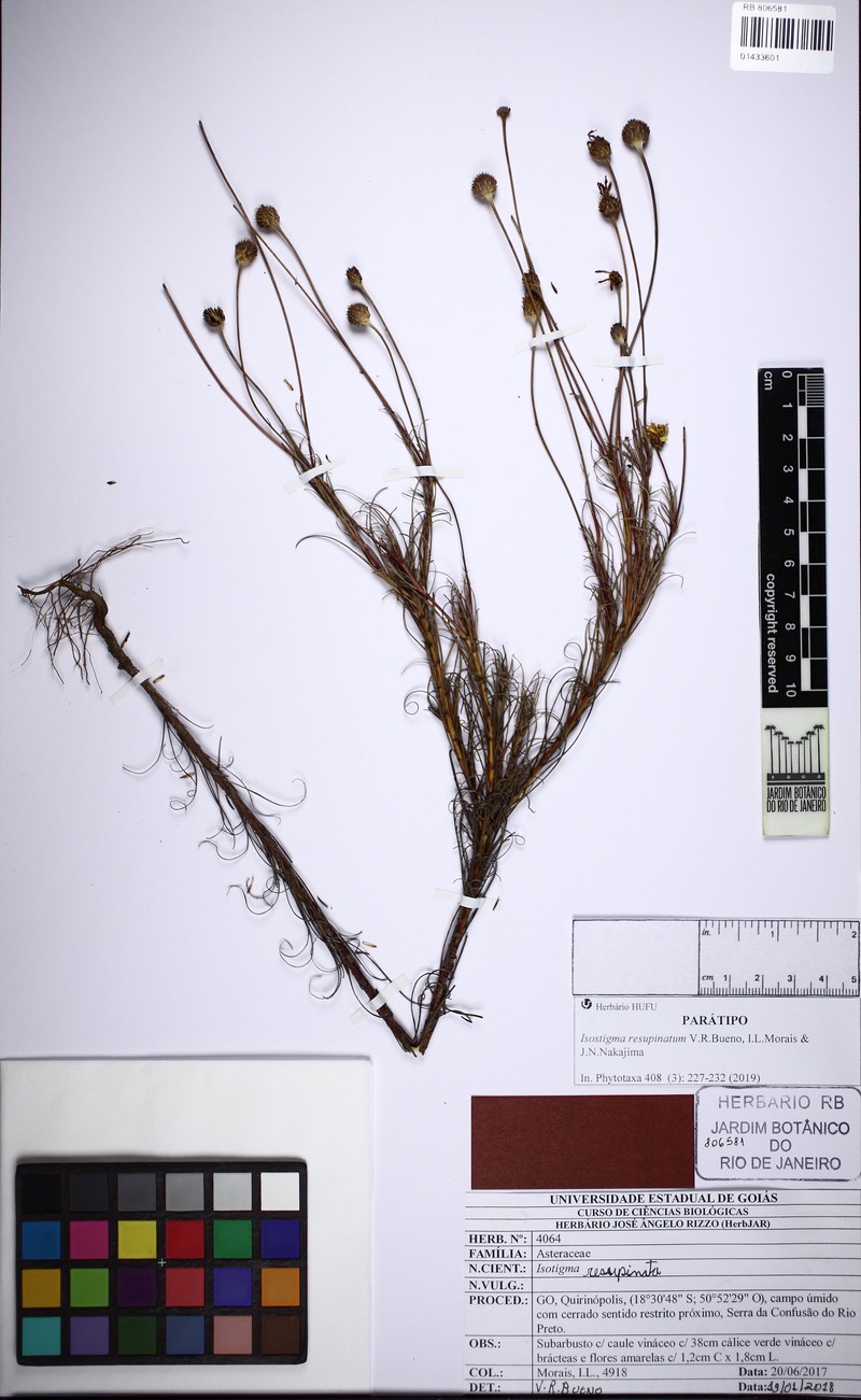 Isostigma resupinatum photo 2