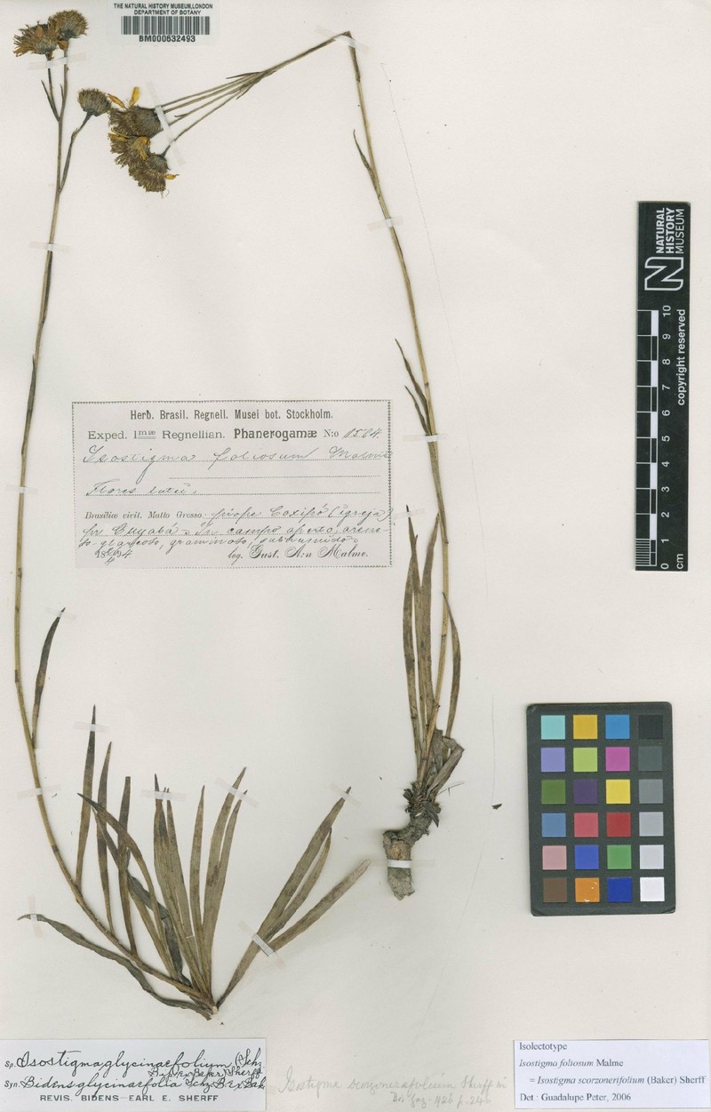 Isostigma scorzonerifolium
