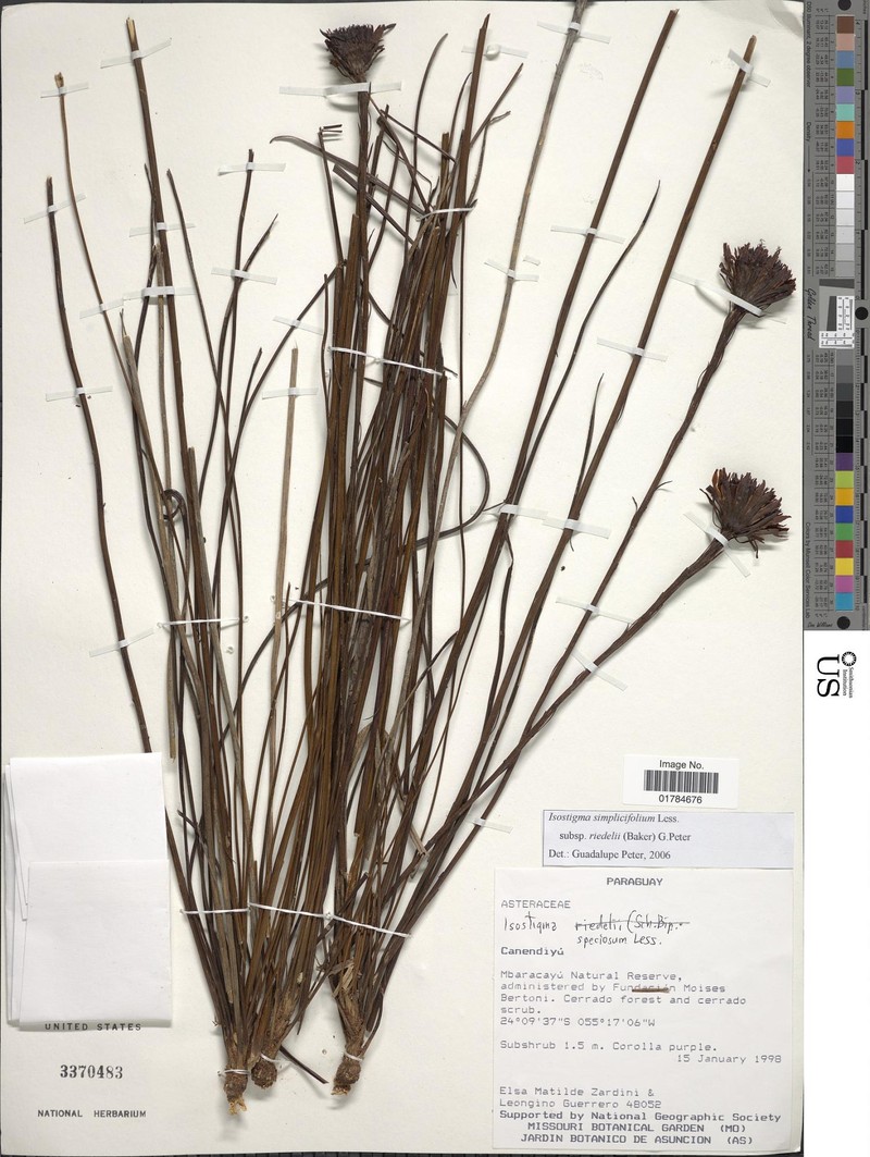 Isostigma simplicifolium var. riedelii