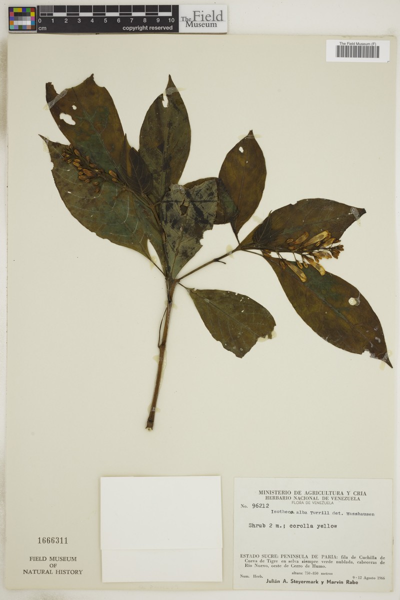 Isotheca alba