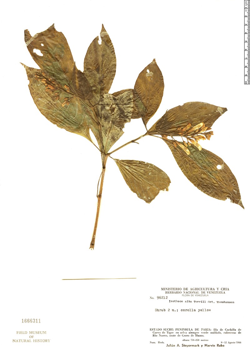 Isotheca alba photo 2