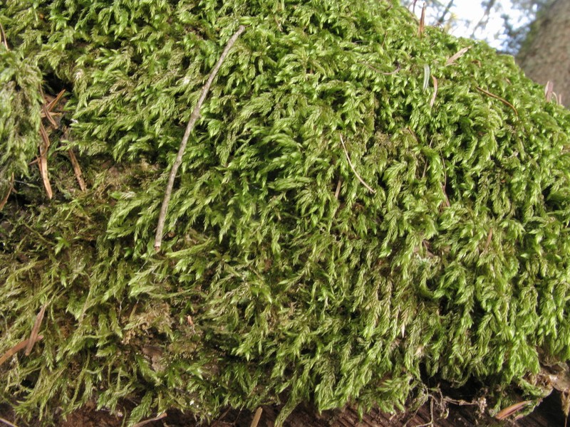 Isothecium Moss
