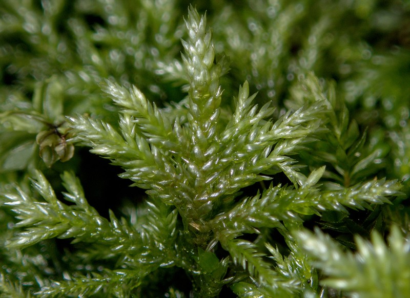 Isothecium Moss photo 2