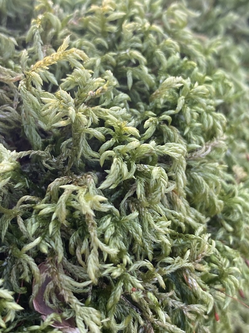 Isothecium Moss photo 3