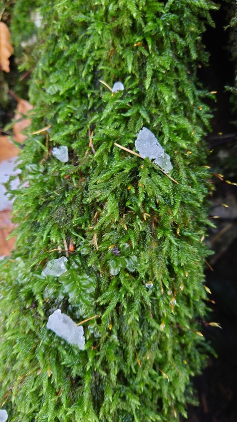 Isothecium Moss photo 4