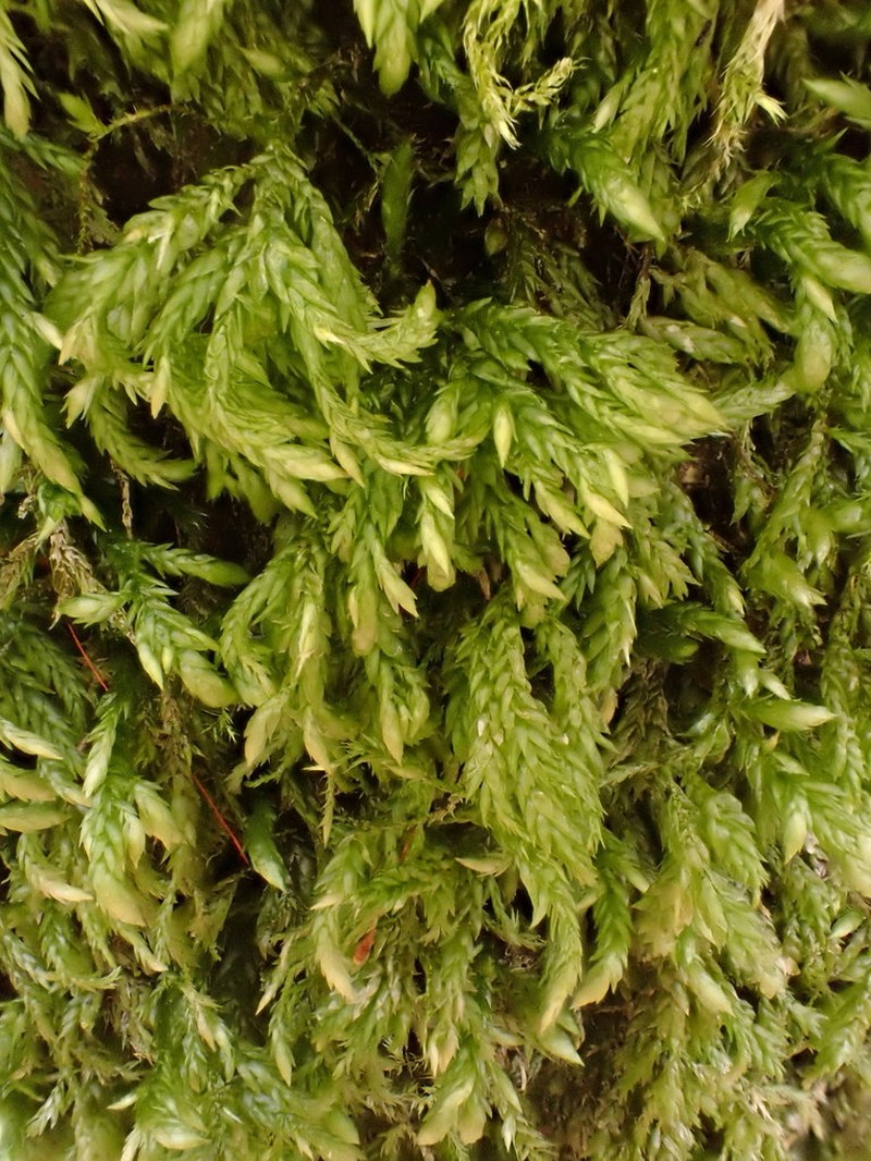 Isothecium Moss photo 5