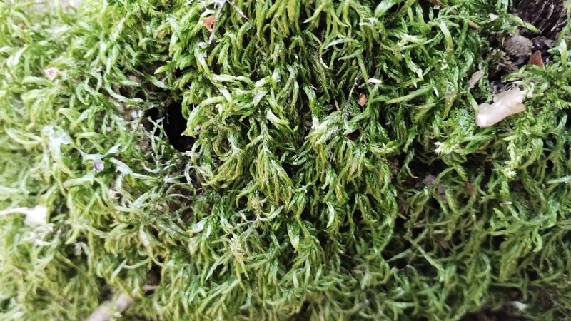 Isothecium Moss photo 6