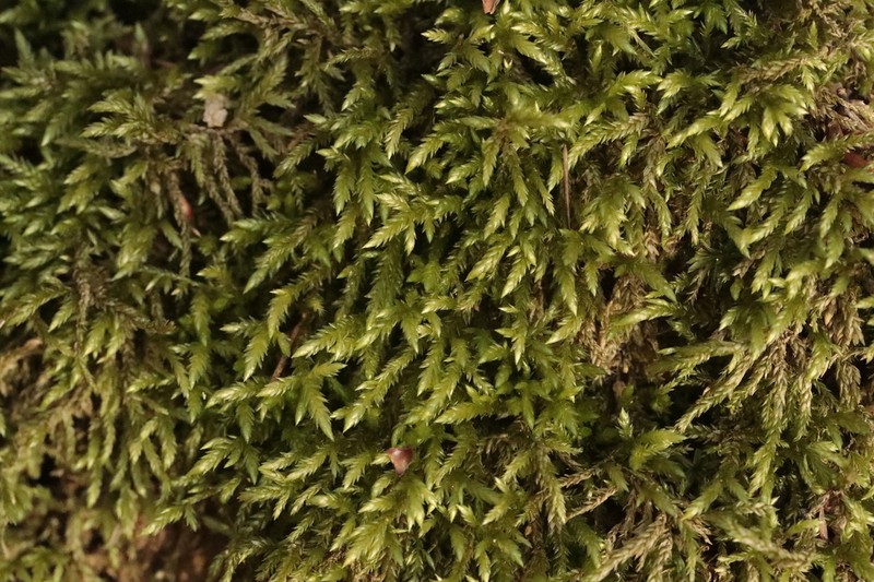 Isothecium Moss photo 7