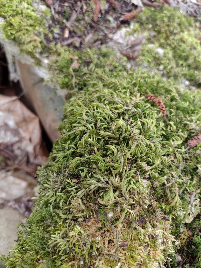 Isothecium Moss photo 8