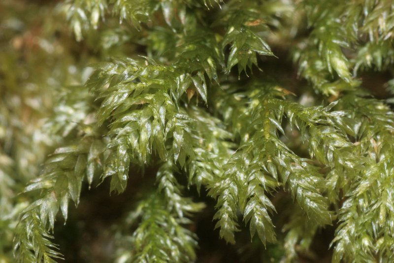 Isothecium Moss