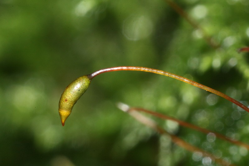 Isothecium Moss photo 2