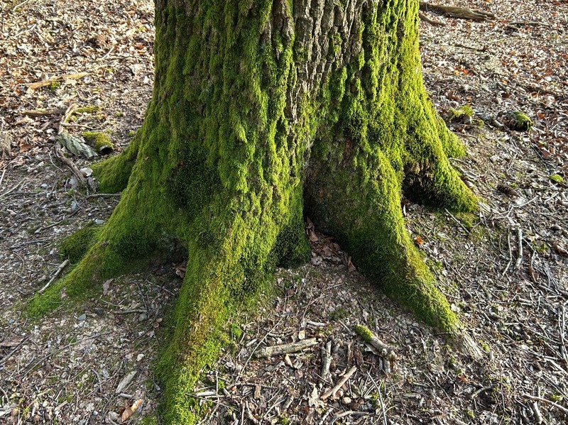 Isothecium Moss photo 3