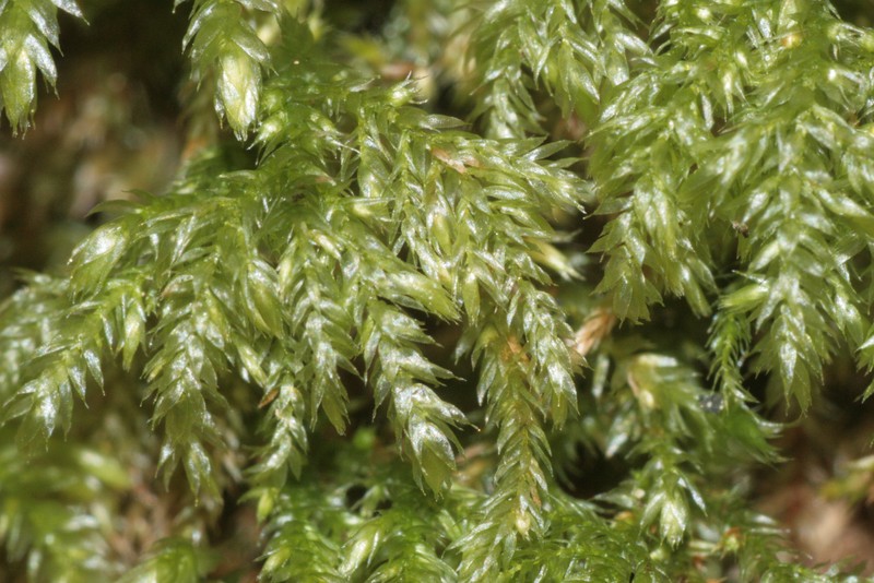 Isothecium Moss photo 4