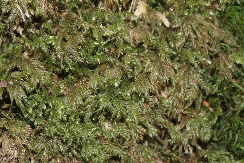 Isothecium Moss photo 5