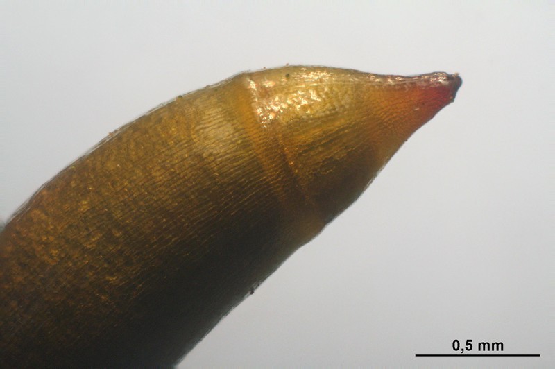 Isothecium Moss photo 6