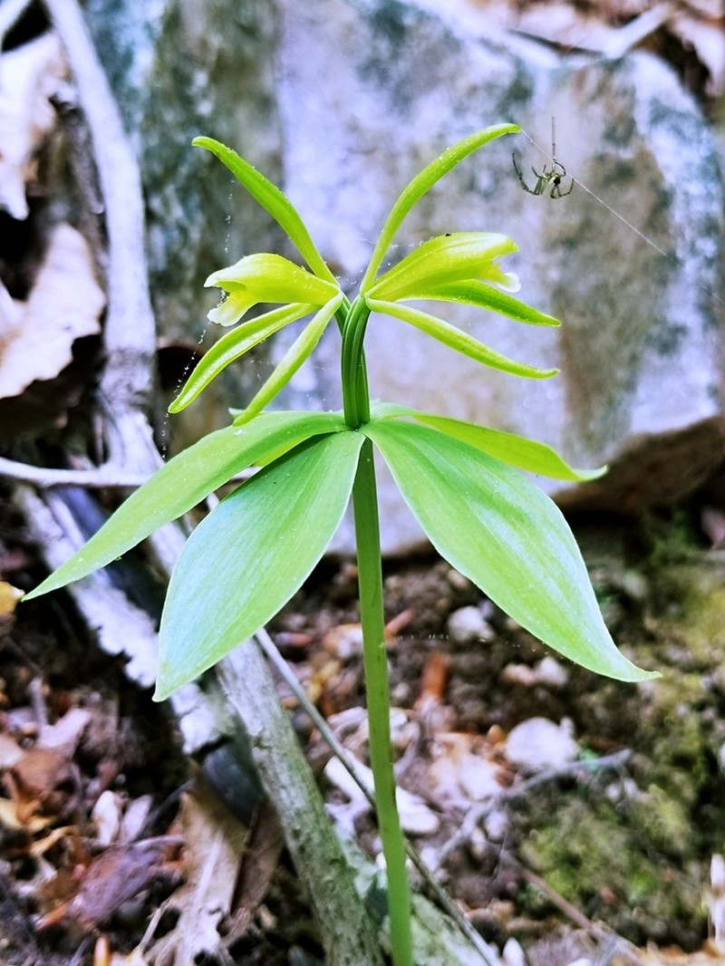 Small Whorled Pogonia