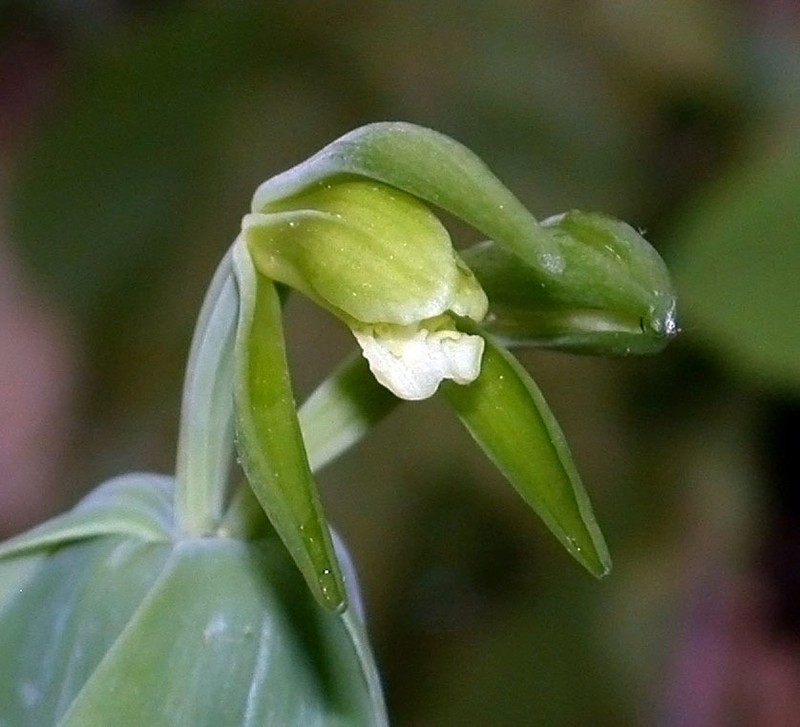 Small Whorled Pogonia photo 2