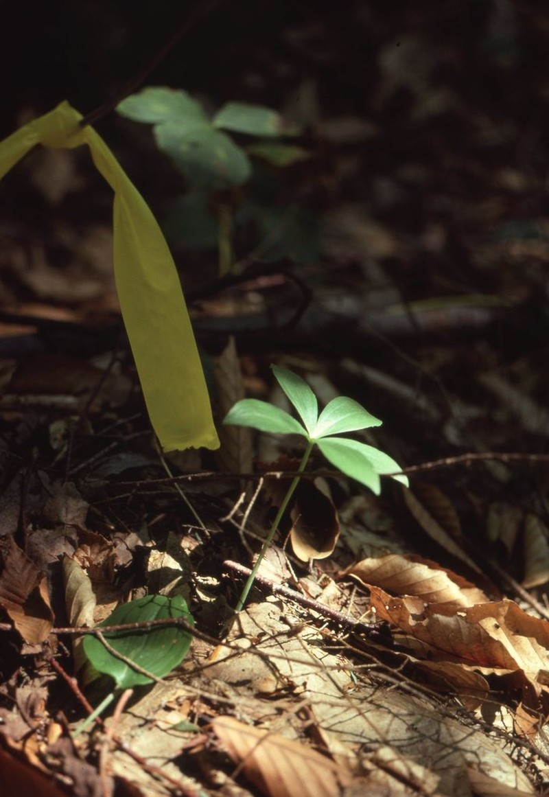 Small Whorled Pogonia photo 3