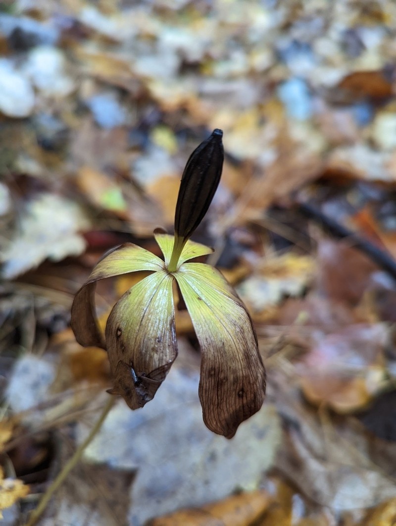 Small Whorled Pogonia photo 4