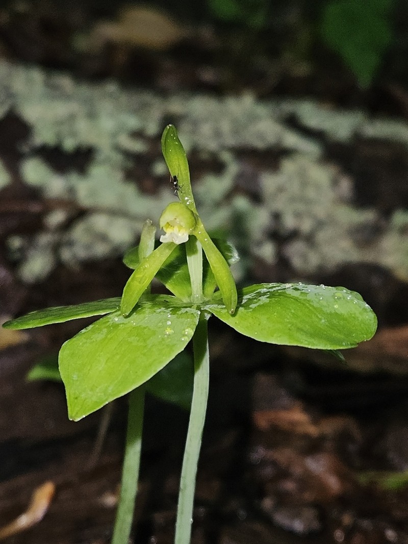 Small Whorled Pogonia photo 5