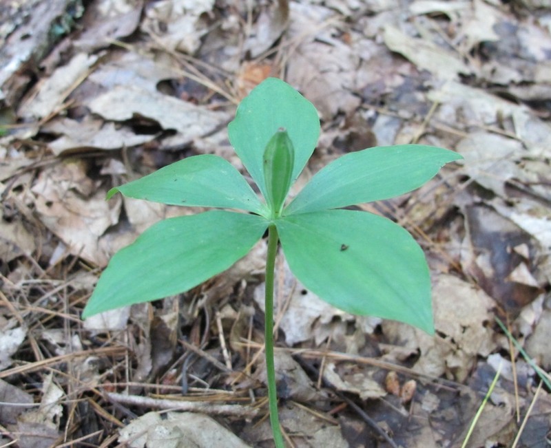 Small Whorled Pogonia photo 6