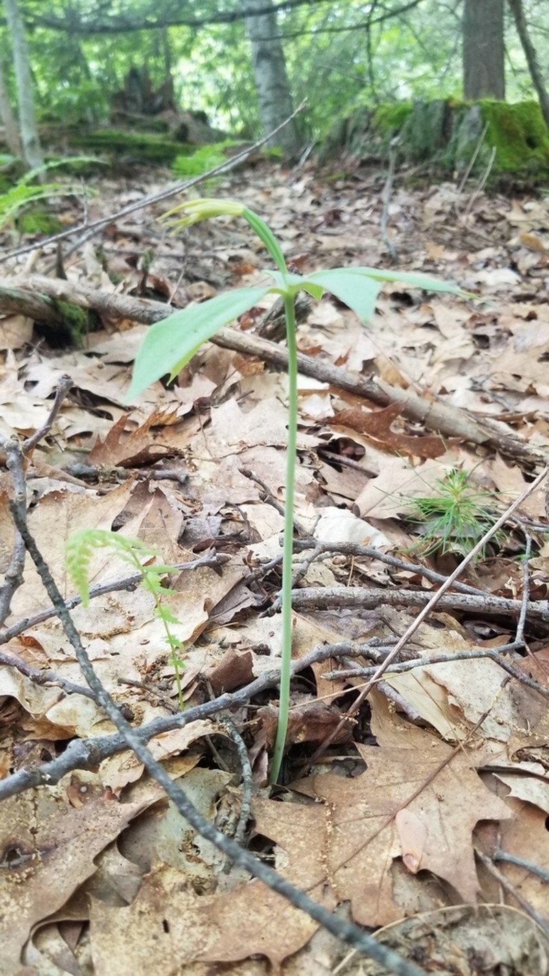 Small Whorled Pogonia photo 7