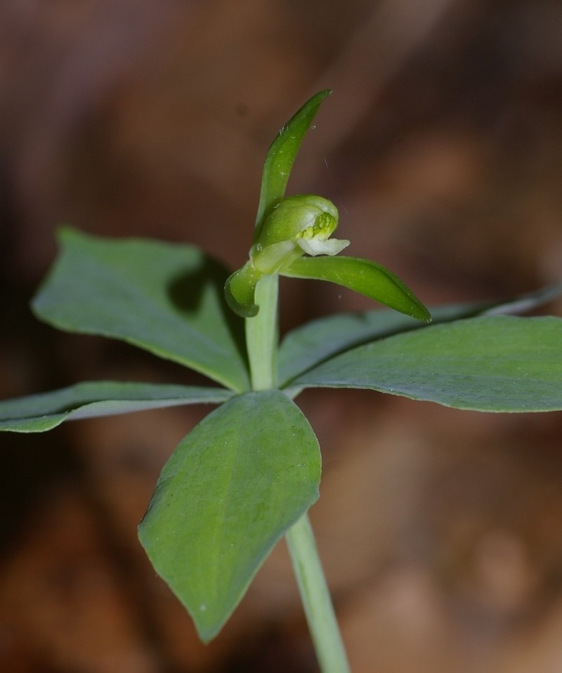 Small Whorled Pogonia photo 8