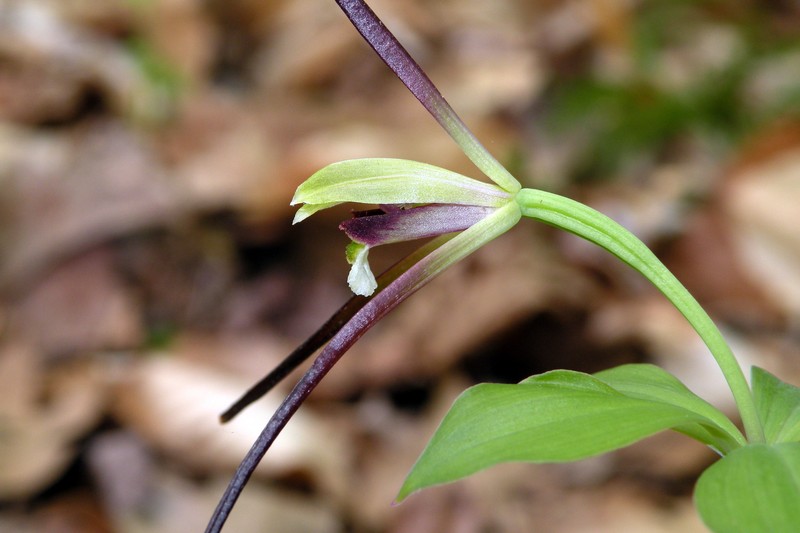 Large Whorled Pogonia