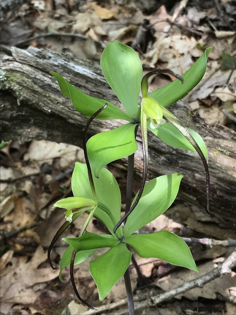 Large Whorled Pogonia