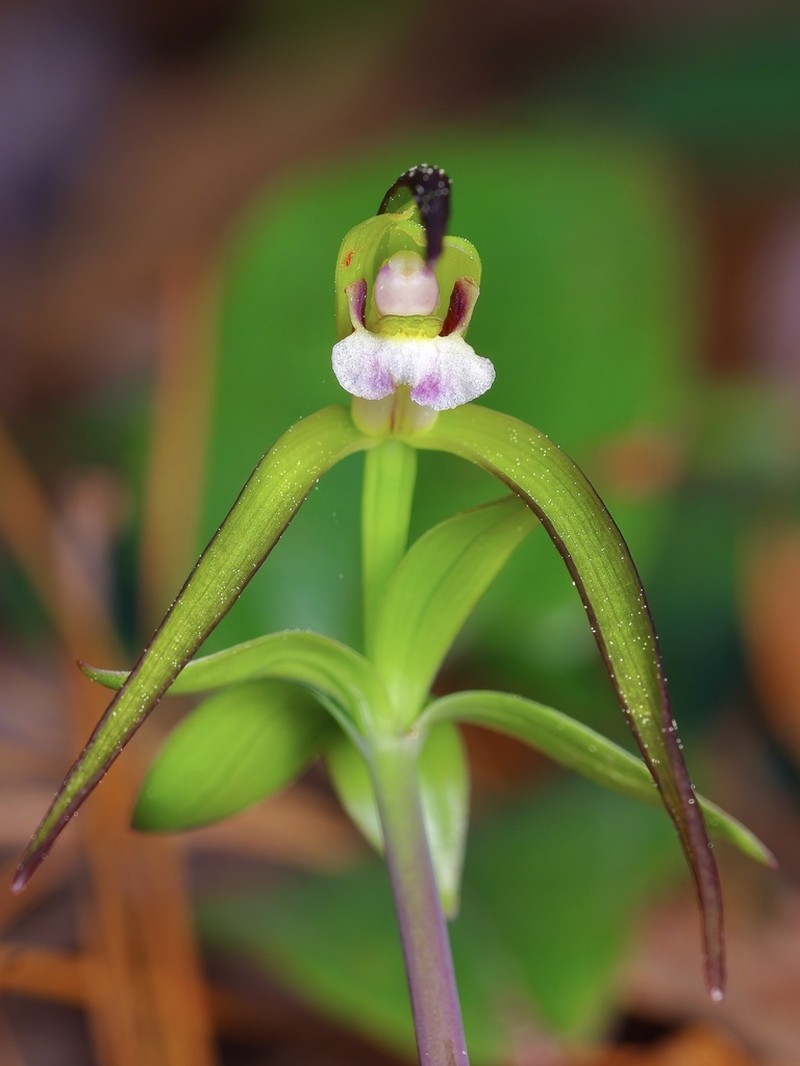 Large Whorled Pogonia photo 2