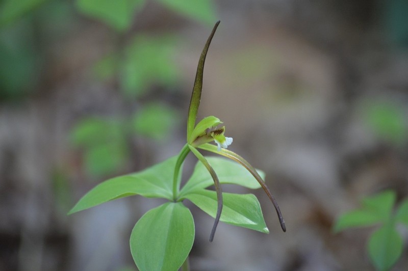 Large Whorled Pogonia photo 3