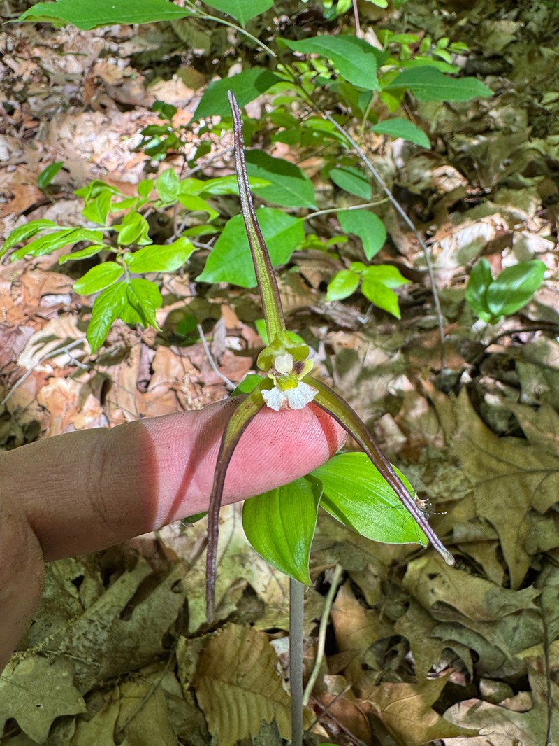 Large Whorled Pogonia photo 4