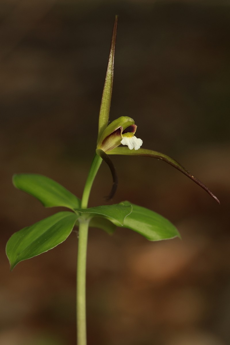 Large Whorled Pogonia photo 5