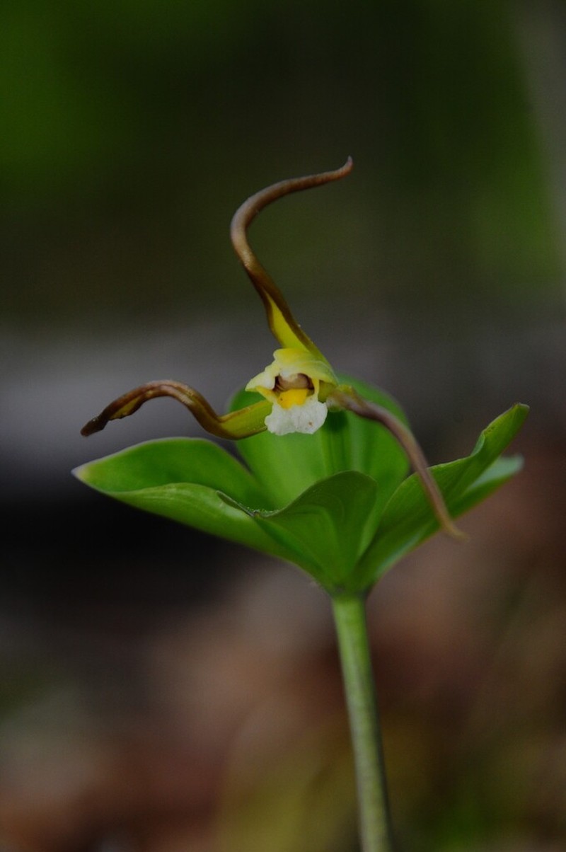 Large Whorled Pogonia photo 6