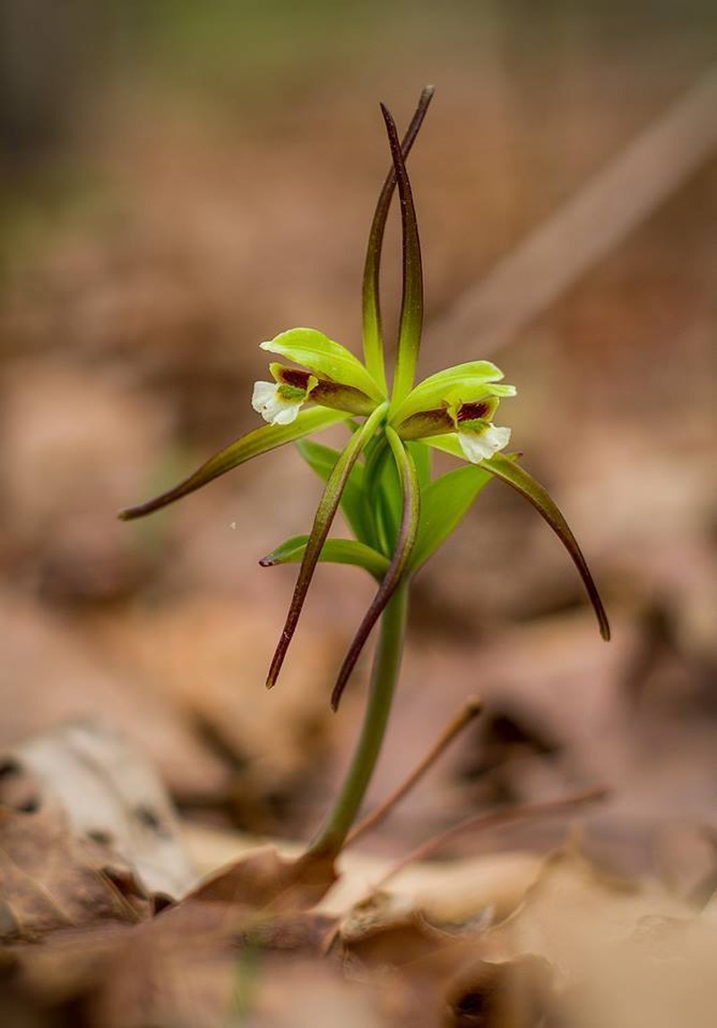 Large Whorled Pogonia photo 7