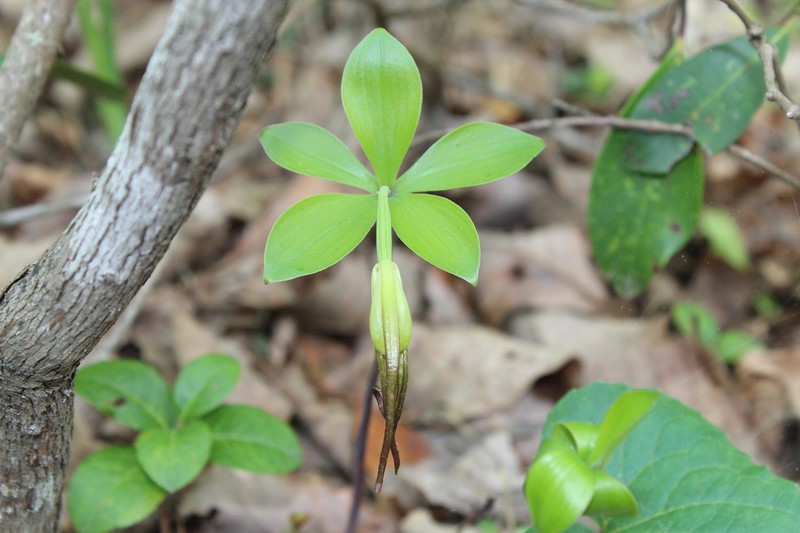 Large Whorled Pogonia photo 8