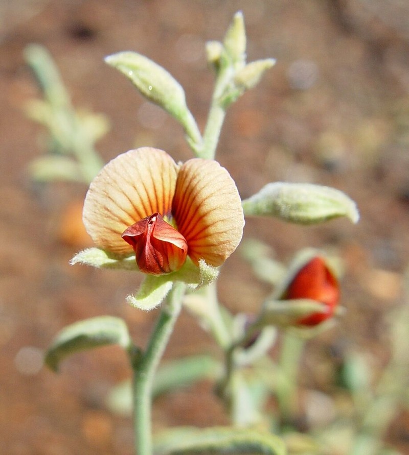 Isotropis atropurpurea