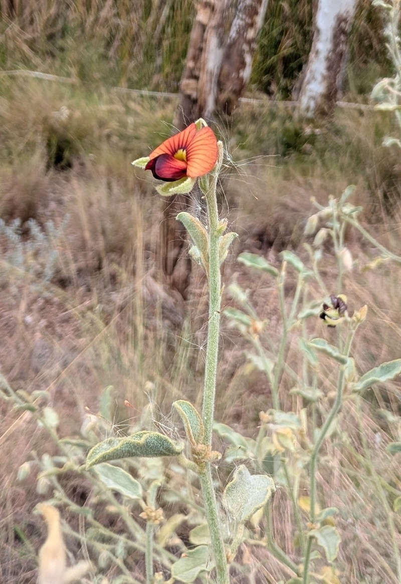 Isotropis atropurpurea photo 2
