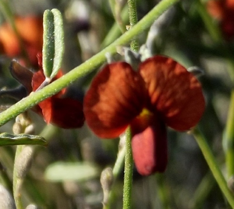 Isotropis atropurpurea photo 3