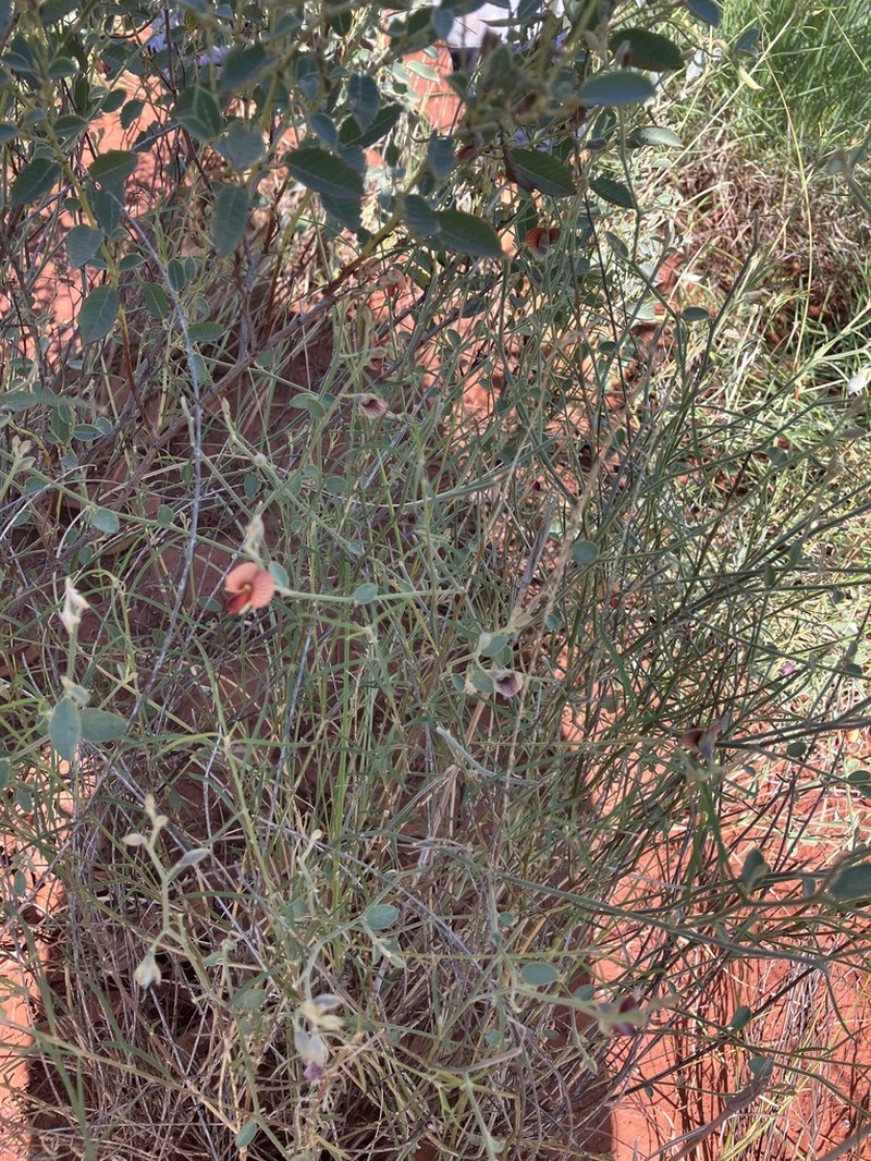 Isotropis atropurpurea photo 4