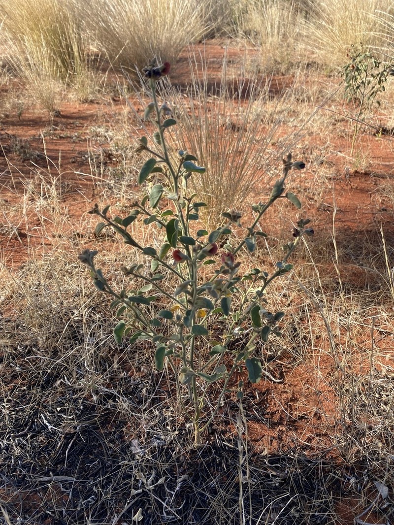 Isotropis atropurpurea photo 5