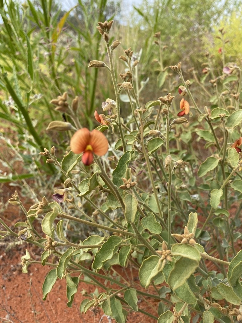 Isotropis atropurpurea photo 6