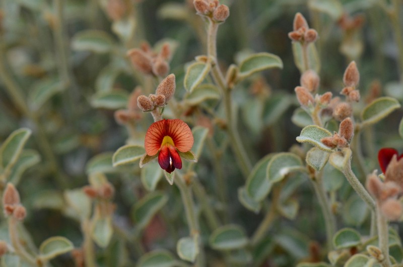 Isotropis atropurpurea photo 7