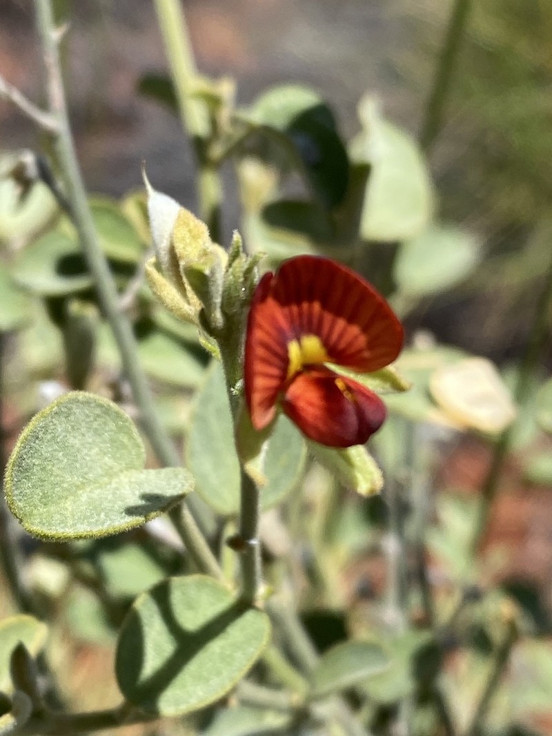 Isotropis atropurpurea photo 8